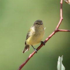 Smicrornis brevirostris at Fraser, ACT - 14 Feb 2023