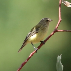 Smicrornis brevirostris at Fraser, ACT - 14 Feb 2023