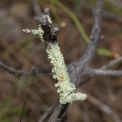 Unidentified Lichen at Fraser, ACT - 14 Feb 2023 by AlisonMilton