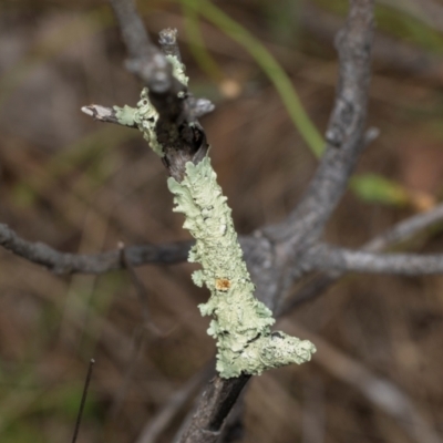 Unverified Lichen at Kuringa Woodland (CPP) - 14 Feb 2023 by AlisonMilton