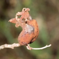 Unidentified Unidentified Insect Gall at Fraser, ACT - 14 Feb 2023 by AlisonMilton