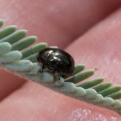 Ditropidus sp. (genus) (Leaf beetle) at Kuringa Woodland (CPP) - 14 Feb 2023 by AlisonMilton