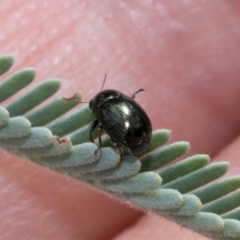 Ditropidus sp. (genus) at Kuringa Woodland (CPP) - 14 Feb 2023