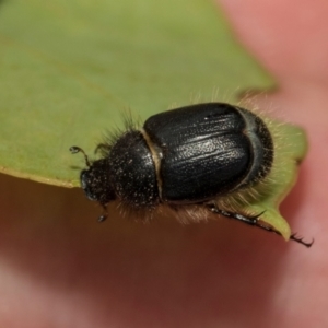 Liparetrus sp. (genus) at Kuringa Woodlands - 14 Feb 2023