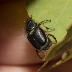 Liparetrus sp. (genus) at Kuringa Woodlands - 14 Feb 2023