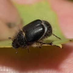 Liparetrus sp. (genus) at Kuringa Woodlands - 14 Feb 2023