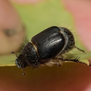 Liparetrus sp. (genus) at Kuringa Woodlands - 14 Feb 2023