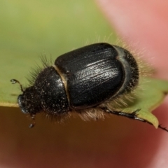 Liparetrus sp. (genus) at Kuringa Woodlands - 14 Feb 2023