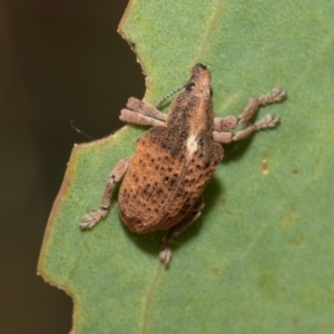 Gonipterus scutellatus at Kuringa Woodlands - 14 Feb 2023