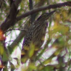 Nycticorax caledonicus at Jerangle, NSW - 17 Dec 2023 04:06 PM