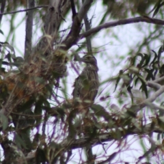 Nycticorax caledonicus at Jerangle, NSW - 17 Dec 2023 04:06 PM