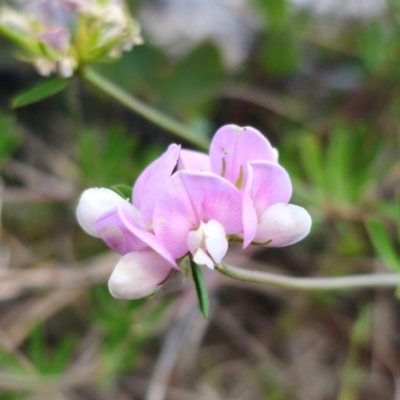 Lotus australis (Austral Trefoil) at Jerangle, NSW - 17 Dec 2023 by Csteele4