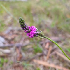 Cullen microcephalum at Jerangle, NSW - 17 Dec 2023