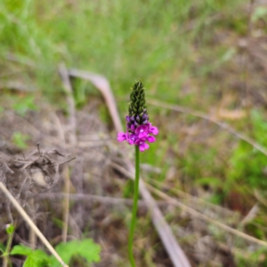 Cullen microcephalum at Jerangle, NSW - 17 Dec 2023