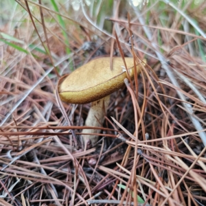 Suillus granulatus at Jerangle, NSW - 17 Dec 2023 07:41 PM