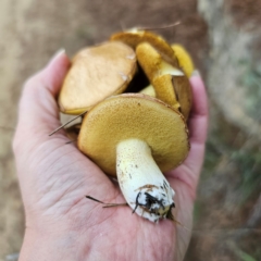 Suillus granulatus at Jerangle, NSW - 17 Dec 2023 07:41 PM