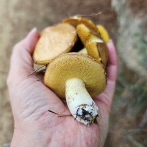 Suillus granulatus at Jerangle, NSW - 17 Dec 2023