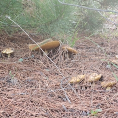 Suillus granulatus at Jerangle, NSW - 17 Dec 2023