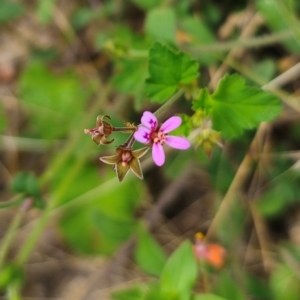 Pelargonium inodorum at Jerangle, NSW - 17 Dec 2023 03:43 PM