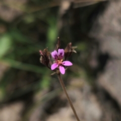 Pelargonium inodorum at Jerangle, NSW - 17 Dec 2023 03:43 PM