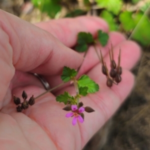 Pelargonium inodorum at Jerangle, NSW - 17 Dec 2023 03:43 PM