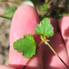 Pelargonium inodorum at Jerangle, NSW - 17 Dec 2023 03:43 PM