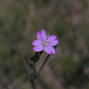 Epilobium billardiereanum at Jerangle, NSW - 17 Dec 2023