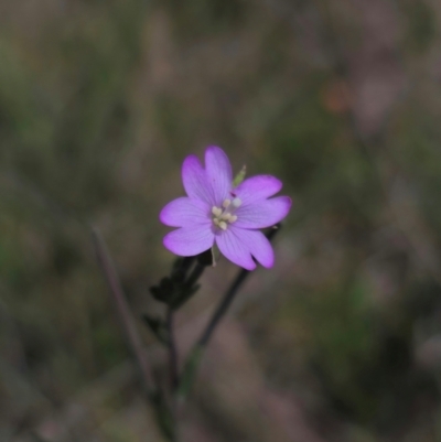 Epilobium billardiereanum (Willowherb) at Jerangle, NSW - 17 Dec 2023 by Csteele4