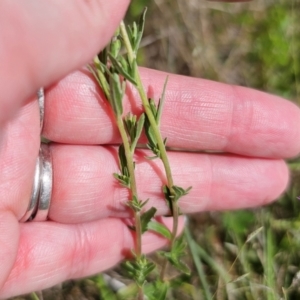 Epilobium billardiereanum at Jerangle, NSW - 17 Dec 2023