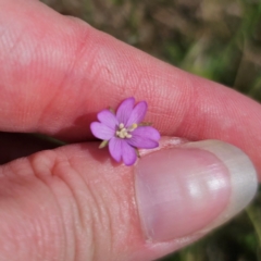 Epilobium billardiereanum at Jerangle, NSW - 17 Dec 2023