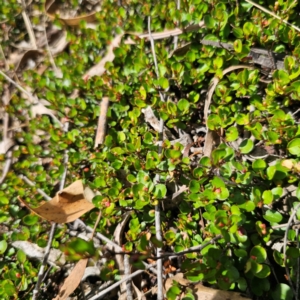 Muehlenbeckia axillaris at Jerangle, NSW - 17 Dec 2023 04:02 PM