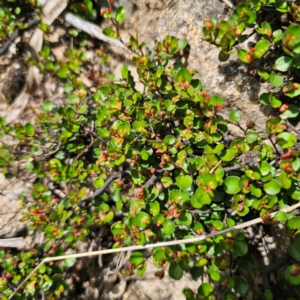 Muehlenbeckia axillaris at Jerangle, NSW - 17 Dec 2023 04:02 PM