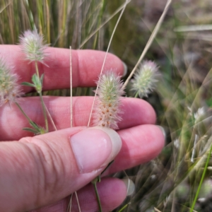 Trifolium arvense at Jerangle, NSW - 17 Dec 2023 03:37 PM