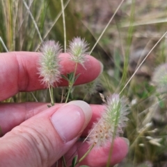 Trifolium arvense at Jerangle, NSW - 17 Dec 2023 03:37 PM