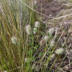 Trifolium arvense at Jerangle, NSW - 17 Dec 2023 03:37 PM