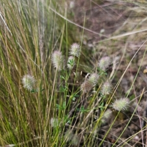 Trifolium arvense at Jerangle, NSW - 17 Dec 2023 03:37 PM