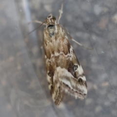 Hellula undalis (Cabbage Webworm) at Hughes, ACT - 17 Dec 2023 by LisaH