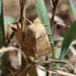 Australothis rubrescens at Hughes Grassy Woodland - 17 Dec 2023