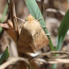 Australothis rubrescens at Hughes Grassy Woodland - 17 Dec 2023