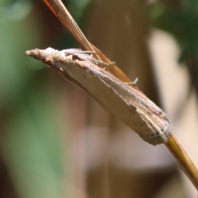 Faveria tritalis (Couchgrass Webworm) at Red Hill to Yarralumla Creek - 17 Dec 2023 by LisaH