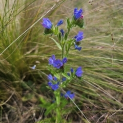 Echium vulgare (Vipers Bugloss) at Jerangle, NSW - 17 Dec 2023 by Csteele4