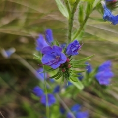 Echium vulgare at Jerangle, NSW - 17 Dec 2023