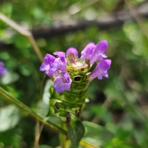 Prunella vulgaris at Jerangle, NSW - 17 Dec 2023 03:38 PM