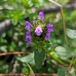 Prunella vulgaris at Jerangle, NSW - 17 Dec 2023 03:38 PM