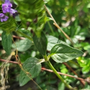 Prunella vulgaris at Jerangle, NSW - 17 Dec 2023 03:38 PM