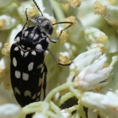 Mordella dumbrelli (Dumbrell's Pintail Beetle) at Hughes Grassy Woodland - 17 Dec 2023 by LisaH