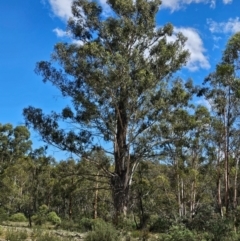 Eucalyptus viminalis (Ribbon Gum) at Jerangle, NSW - 17 Dec 2023 by Csteele4