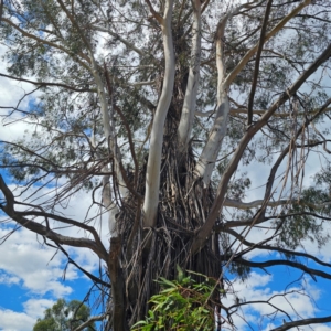 Eucalyptus viminalis at Jerangle, NSW - 17 Dec 2023 03:58 PM