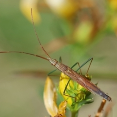 Mutusca brevicornis (A broad-headed bug) at Hughes Grassy Woodland - 17 Dec 2023 by LisaH