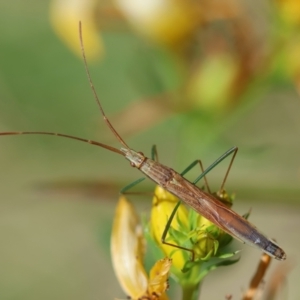 Mutusca brevicornis at Hughes Grassy Woodland - 17 Dec 2023 02:06 PM